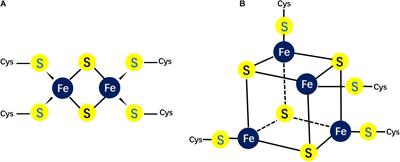 Biogenesis of Iron–Sulfur Clusters and Their Role in DNA Metabolism